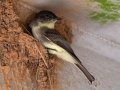 Eastern Phoebe, Dunbar Cave, Clarksville, Montgomery County, November 9, 2020