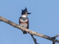 Belted Kingfisher - Cross Creeks NWR, Dover, Stewart County, October 30, 2020
