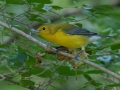 Prothonotary Warbler - Cumberland River Bicentennial Trail - Mark's Trailhead, Cheatham County, September 10, 2020