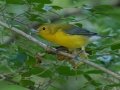 Prothonotary Warbler - Cumberland River Bicentennial Trail - Mark's Trailhead, Cheatham County, September 10, 2020