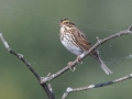 Savannah Sparrow- Land Between the Lakes - Cross Creeks Headquarters, Dover, Stewart County, October 27, 2020