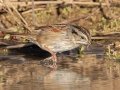 Swamp Sparrow - Bells Bend Park (& Outdoor Center), Davidson County, November 19, 2020