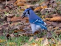 Blue Jay - Land Between the Lakes - Cross Creeks Headquarters, Dover, Stewart County, October 27, 2020