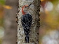 Red-bellied Woodpecker, Dunbar Cave, Clarksville, Montgomery County, November 9, 2020