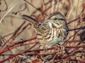 Song Sparrow - Bells Bend Park (& Outdoor Center), Davidson County, November 19, 2020