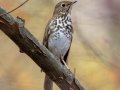 Hermit Thrush, Dunbar Cave, Clarksville, Montgomery County, November 9, 2020