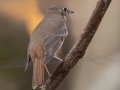 Hermit Thrush, Dunbar Cave, Clarksville, Montgomery County, November 9, 2020