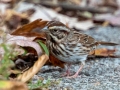 Song Sparrow - Liberty Park and Marina, Clarksville, Montgomery County, November 9, 2020