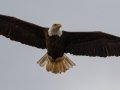Bald Eagle - Land Between the Lakes - Paris Landing State Park and Marina, Buchanan, Henry County,  November 26, 2020