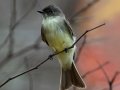 Eastern Phoebe, Dunbar Cave, Clarksville, Montgomery County, November 9, 2020