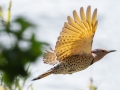 Northern Flicker (Yellow-shafted) - Paris Landing State Park, Henry County,  September 14, 2020