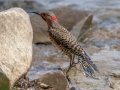 Northern Flicker (Yellow-shafted) - Paris Landing State Park, Henry County,  September 14, 2020