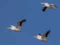 American White Pelicans - US-TN-Dover-291 Leatherwood Bay Rd, Stewart County, December 27, 2020