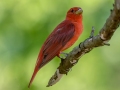Summer Tanager - Cross Creeks NWR, Stewart County, July 21, 2020