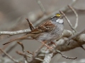 White-throated Sparrow - Lake Barkley - Ed Coats Rd,  Dover, Stewart County, November 20, 2020