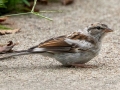 Chipping Sparrow (Leucistic)  - Liberty Park and Marina (Clarksville), Montgomery County, September 13, 2020