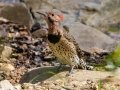 Northern Flicker (Yellow-shafted) - Paris Landing State Park, Henry County,  September 14, 2020