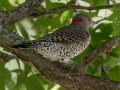 Northern Flicker (Yellow-shafted) - Paris Landing State Park, Henry County,  September 14, 2020