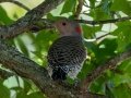 Northern Flicker (Yellow-shafted) - Paris Landing State Park, Henry County,  September 14, 2020