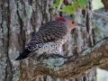 Northern Flicker (Yellow-shafted) - Paris Landing State Park, Henry County,  September 14, 2020