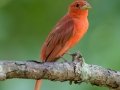Summer Tanager - Cross Creeks NWR, Stewart County, July 21, 2020
