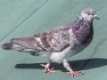 Rock Pigeon,  82 Dover Crossing, Clarksville, Montgomery County, November 1, 2020
