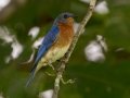 Eastern Bluebird - Cross Creeks NWR, Stewart County, July 21, 2020