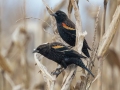 Red-winged Blackbirds - Cross Creeks NWR--Woodpecker Interpretive Trail, Stewart County, November 14, 2020