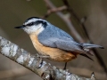 Red-breasted Nuthatch - US-TN-Dover-291 Leatherwood Bay Rd, Stewart County, December 27, 2020