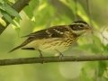 Rose-breasted Grosbeak (female)  - Radnor State Park, Nashville, Davidson County, Sept. 29, 2020