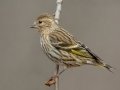 Pine Siskin - Lake Barkley - Ed Coats Rd,  Dover, Stewart County, November 20, 2020