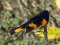 American Redstart (male) - Radnor State Park, Nashville, Davidson County, Sept. 29, 2020
