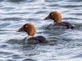 Common Goldeneye (females) - Paris Landing State Park, Henry County, December 27, 2020