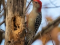 Red-bellied Woodpecker - Lake Barkley - Ed Coats Rd,  Dover, Stewart County, November 20, 2020