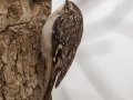 Brown Creeper - Paris Landing State Park, Buchanan, Henry County, November 26, 2020