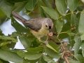 Tufted Titmouse - Cross Creeks NWR, Stewart County, July 21, 2020