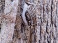 Brown Creeper - Paris Landing State Park, Buchanan, Henry County, November 26, 2020