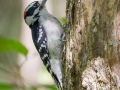 Downy Woodpecker (male)  - Radnor State Park, Nashville, Davidson County, Sept. 29, 2020