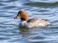 Common Goldeneye (female) - Paris Landing State Park, Henry County, December 27, 2020