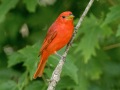 Summer Tanager - Cross Creeks NWR, Stewart County, July 21, 2020