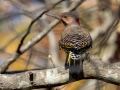 Northern Flicker (Yellow-shafted) - Land Between the Lakes - Gray's Landing, Dover, Stewart County,  November 20, 2020