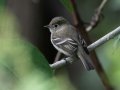 Least Flycatcher - Radnor State Park, Nashville, Davidson County, Sept. 29, 2020
