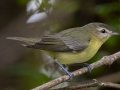 Philadelphia Vireo - Bicentennial Trail - Mark’s Trailhead (Ashland City), Cheatham County, September 23, 2020