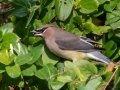 Cedar Waxwing - Land Between the Lakes - Gray's Landing, Dover, Stewart County,  November 20, 2020