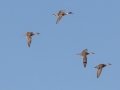 Northern Pintail - Tennessee NWR--Duck River Unit--Blue Goose Loop, Humphreys County, November 1, 2020