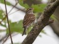 Chipping Sparrow  - Liberty Park and Marina (Clarksville), Montgomery County, September 13, 2020