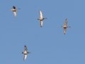 Northern Pintail - Tennessee NWR--Duck River Unit--Blue Goose Loop, Humphreys County, November 1, 2020