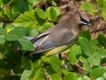 Cedar Waxwing - Land Between the Lakes - Gray's Landing, Dover, Stewart County,  November 20, 2020