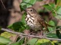 Hermit Thrush - Land Between the Lakes - Gray's Landing, Dover, Stewart County,  November 20, 2020