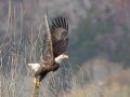 Bald Eagle - Cross Creeks NWR--Woodpecker Interpretive Trail, Stewart County, November 14, 2020